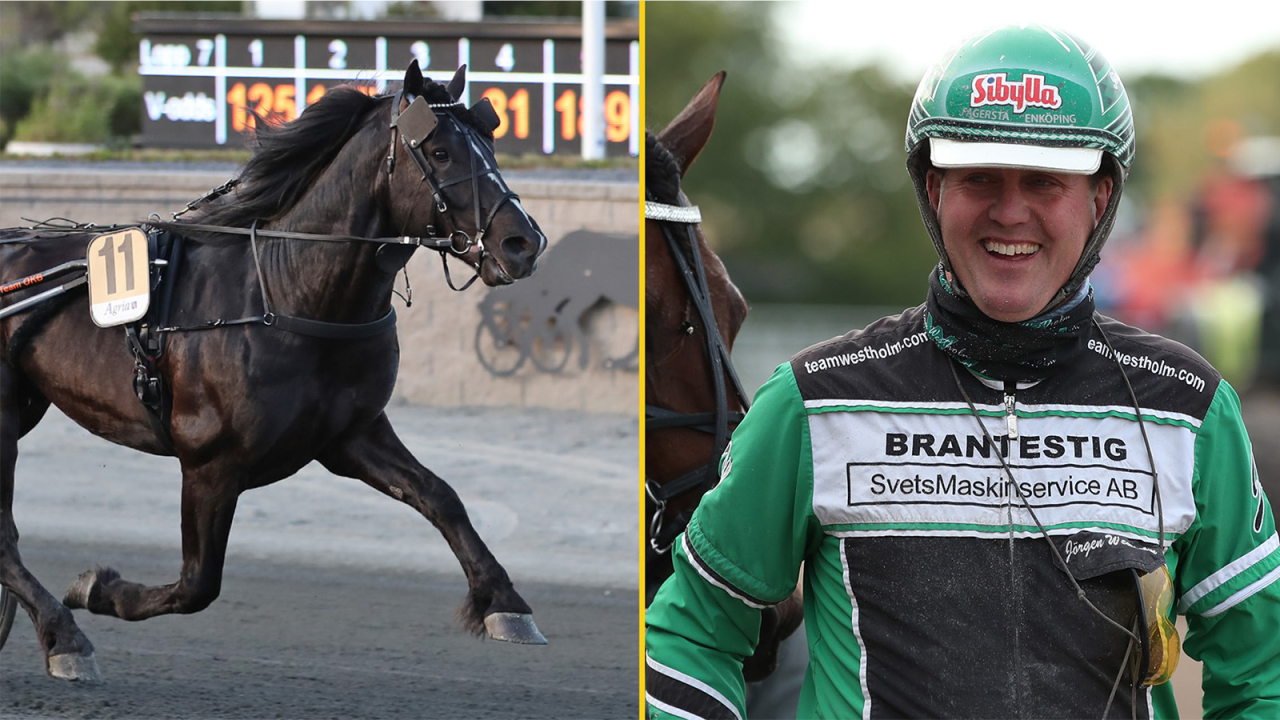 Joakim Reisers Eld Tekno och Jörgen Westholms Guli Fantom ska försöka hålla undan 40 meter för norske Stumne Fyr. Fot Mathias Hedlund/Sulkysport