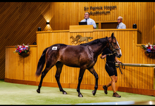 Sto dyrast i Nya Zeeland