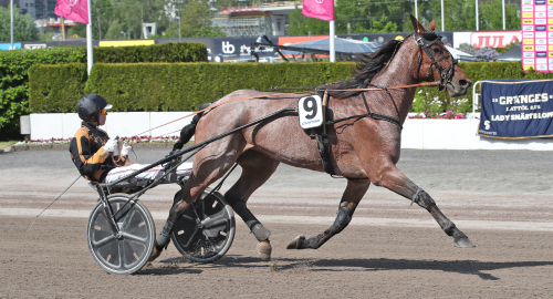 V75-tips: Inget grått spikval