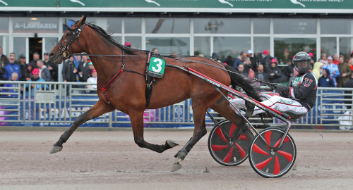 Guldhäst efter succévinter
