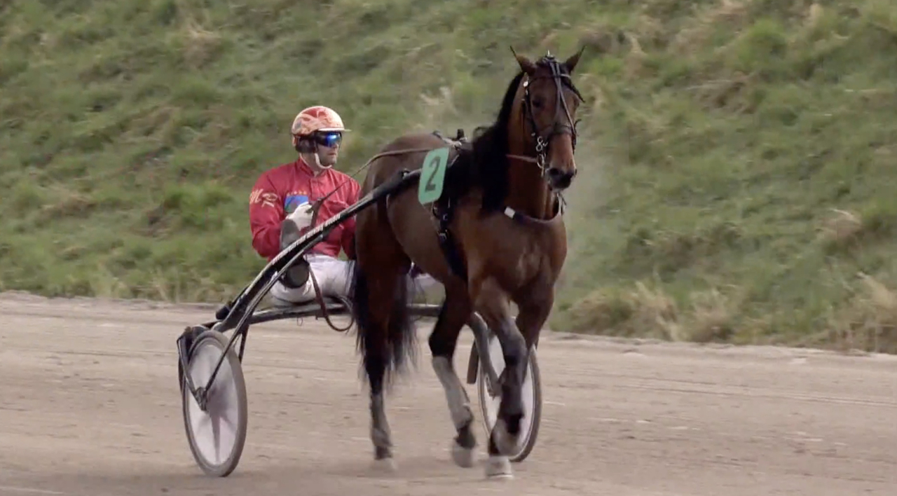 Svenskfödda treåringen Omerta Boko vann på 1.14,1a/2.100 meter i holländska Wolvega. Foto Skärmdump ATG Live.