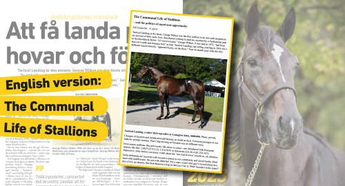 Stallions, politics and the way to go