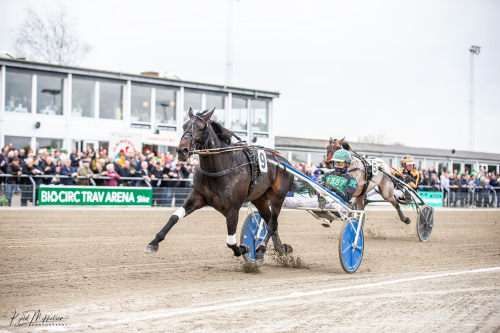 Hambohäst till Djuse