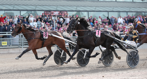 V75: Gio Cash jagar nytt storlopp