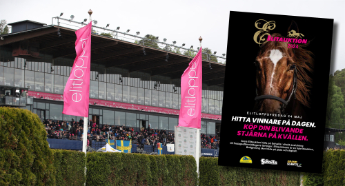 Guide till Elitauktion