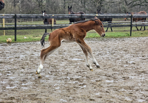 Dubbla föl på Hyllstofta