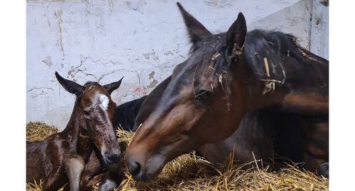 Bildextra: tre nya föl