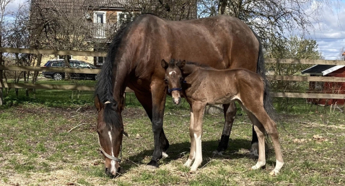 En unik mödernelinje?