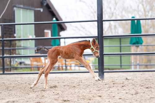 Årets föl i bilder
