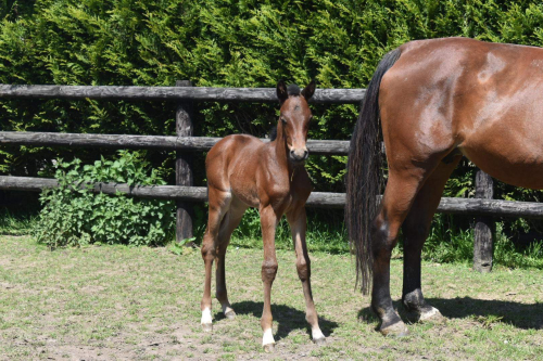 Elitsto har blivit mor