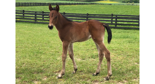 Helbror till Honey Mearas