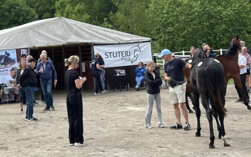 Nedåt på Elitauktionen