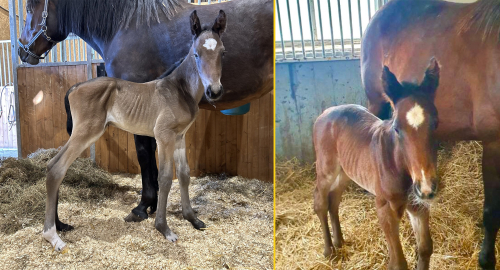 Bildextra: fyra föl