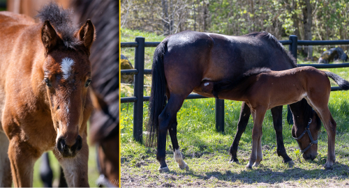 Tre nya föl hos Västerbo