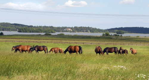 Dags för Menhammar Online