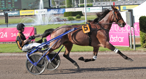 V75: Wäjerstens fyrling