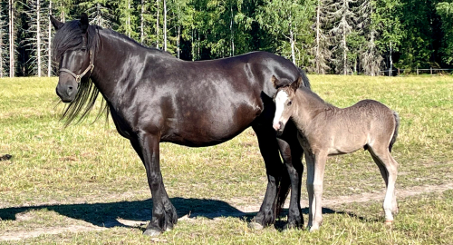 Dubbla fölrapporter