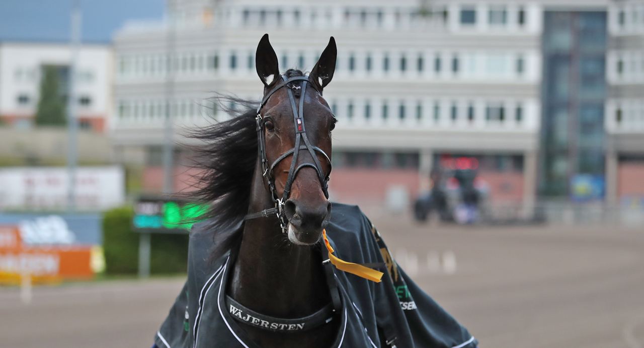 Lando Mearas. Foto Mathias Hedlund/Sulkysport