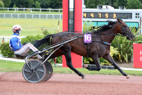 Uppvisning av Hede Darling