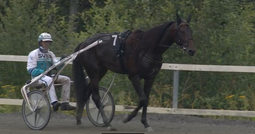 Silverörnen till Bengan