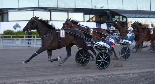 Stotalang till avel