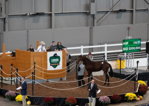 Muscle Mass-son dyrast