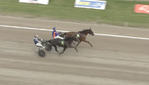 Svenskfött sto i topp