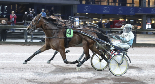 Hambovinnare i blodet