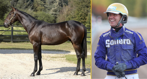 Äger 3,9 % av alla proffstränade hästar