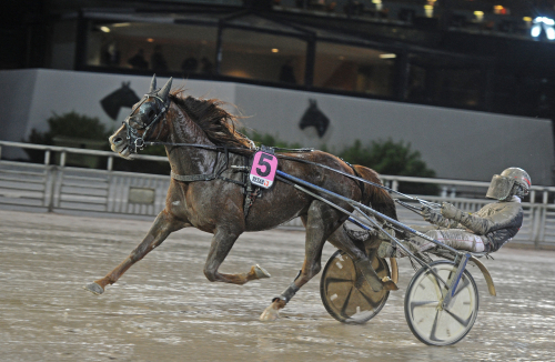 Nya rekord av rekordhingsten