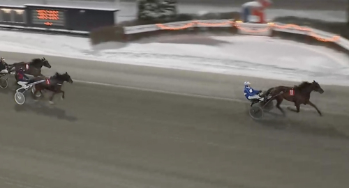 Med anor från Stochampionsvinnare