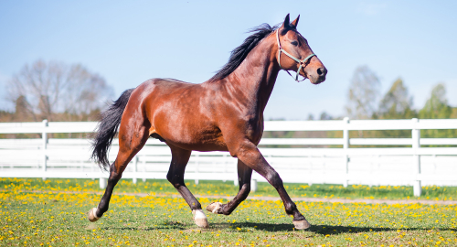 Menhammar ger danskt stöd