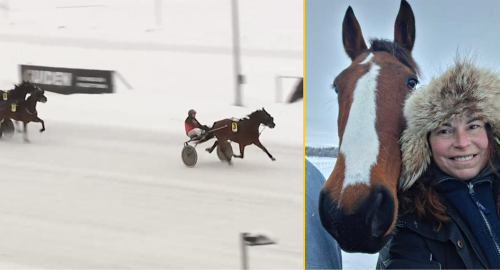 ”En lördagshäst”