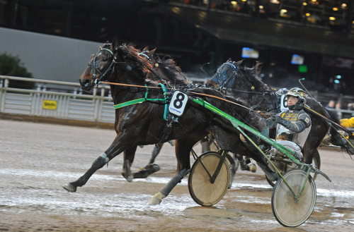 Italienska dyrast på Travera