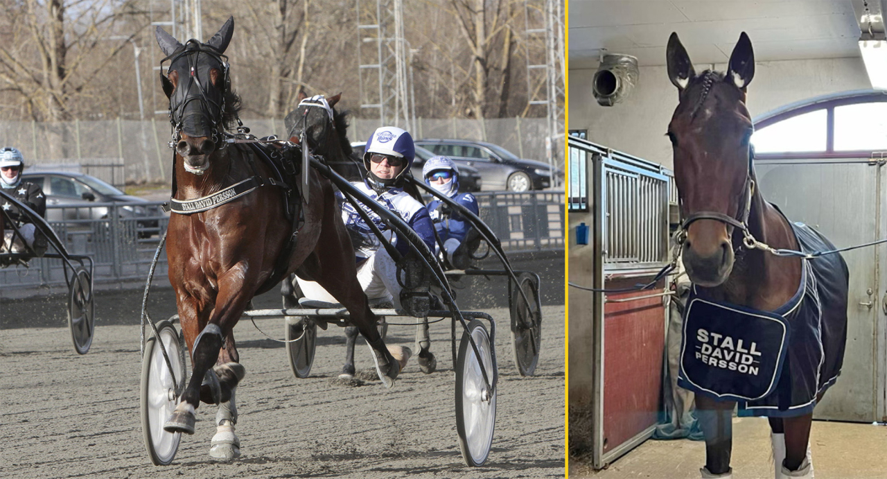 David Persson-tränade treåringen Lill Kagan avlade maiden i Örebro tillsammans med Stefan Persson. Foto Gunilla König/Stalltz.se & Privat