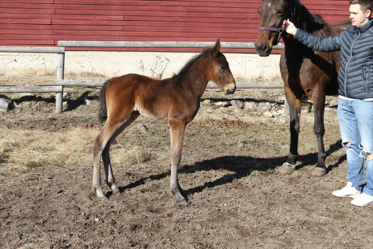 Ella Tooma med sitt föl efter Hayden Hanover. Foto: privat