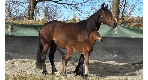 Unghästjärna mor i Norge