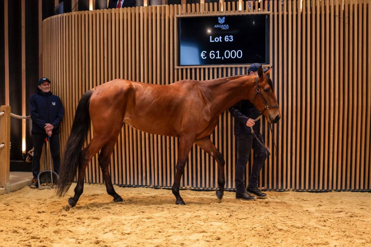 Lahora Galaa. Foto: Arqana Trot