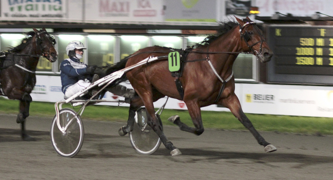 Tamacti Jun och Magnus A Djuse har en vettig segerchans i V86-2. Foto Gunilla König/Stalltz.se