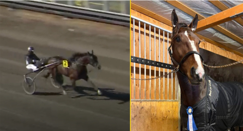 ”Han är rätt lik Hustle Rain”