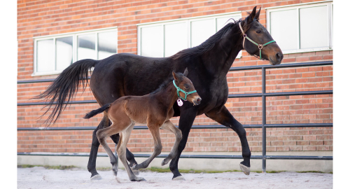 Första fölet på Menhammar