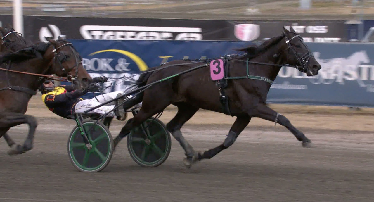 Jörgen Westholms Castor The Star och Mats E Djuse höll undan till knapp seger i första försöket till Paralympiatravet. Skärmbild ATG Live