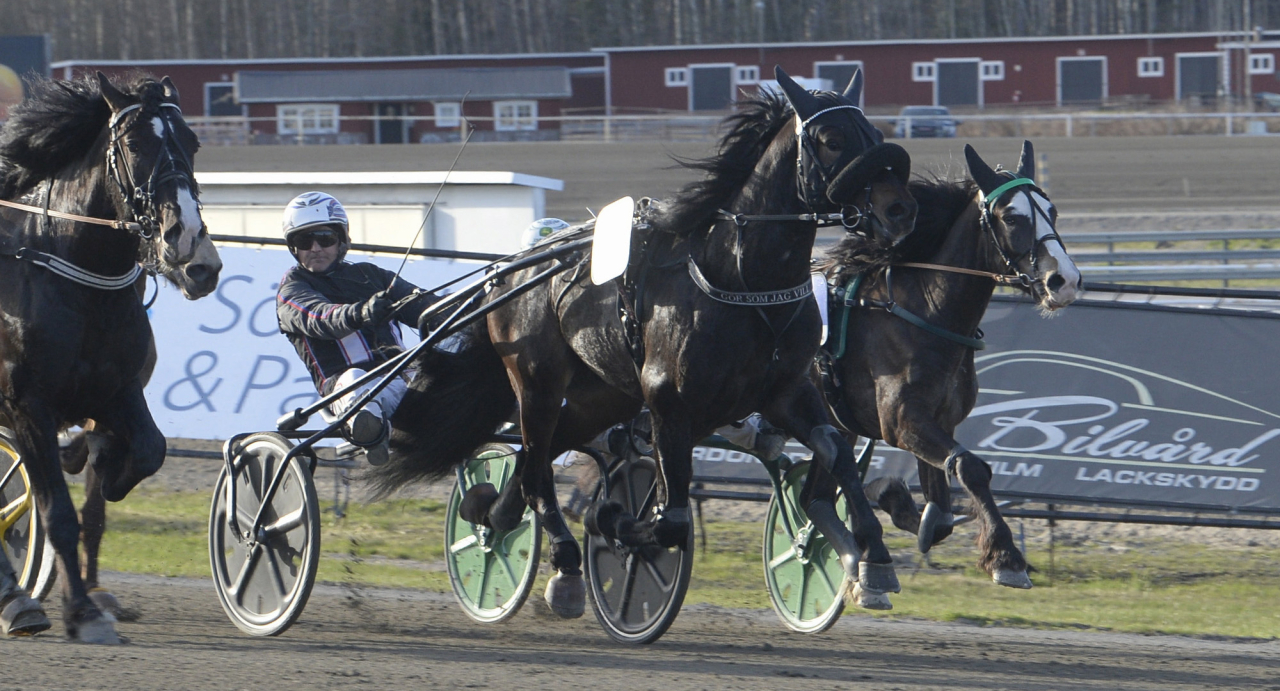 För två år sedan vann Robert Skoglund-tränade Gör Som Jag Vill och Ulf Ohlsson Svenskt Kallblodskriterium på Dannero. Foto Christer Norin/ALN