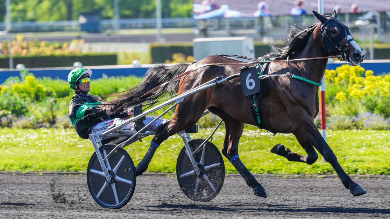 Maharaja Atout var läcker att skåda på Vincennes idag. Foto: Scoopdyga