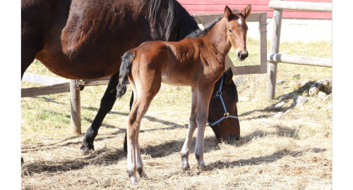 Bildextra: nio nya föl