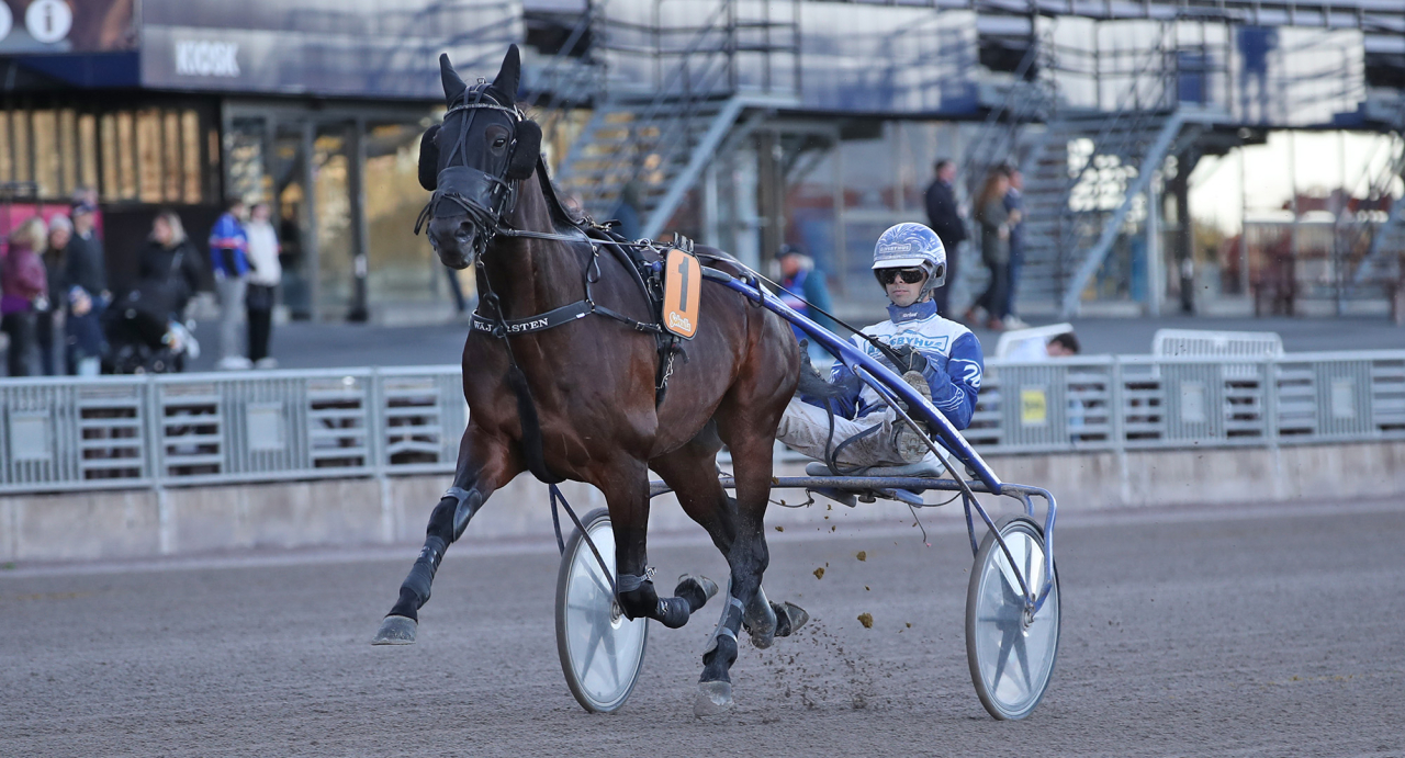 Daniel Wäjersten bakom X.O.Kemp. Foto Mathias Hedlund/Sulkysport