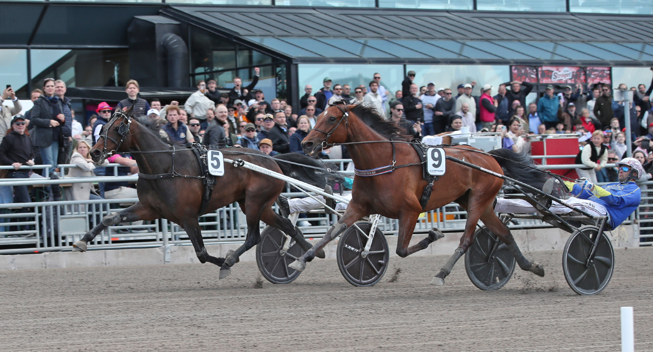 Olly Håleryd spurtar till vinst för Örjan Kihlström i Jovialitys lopp förra året. Foto Mathias Hedlund/Sulkysport