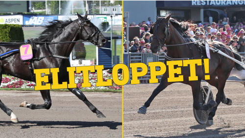 Ska bryta franska sviten i Elitloppet