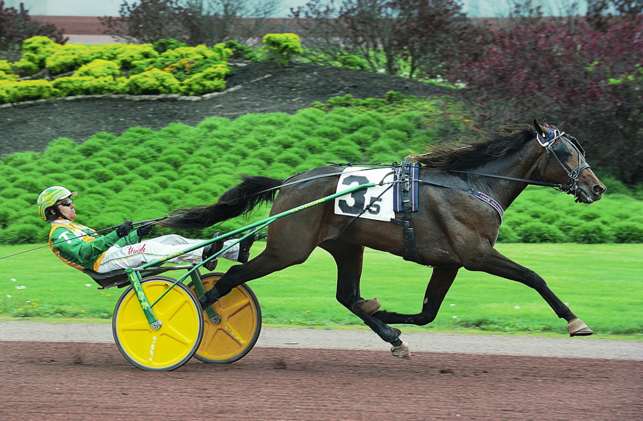 Svenskfödde och Jim Oscarsson-tränade Themoneyisback vid en tidigare vinst. Foto: Curtis Salonick