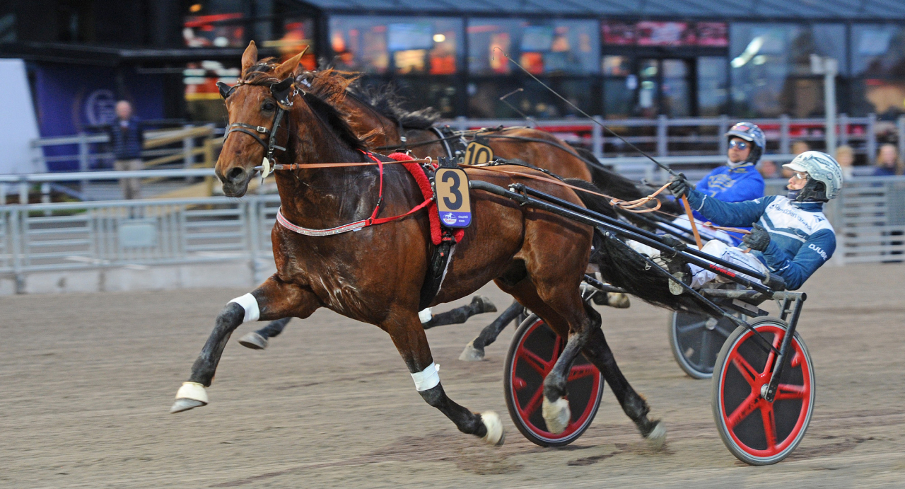 Alessandro Gocciadoro-tränade Eldorado Jet körs åter av Magnus A Djuse. Foto Adam Ström/Stalltz.se